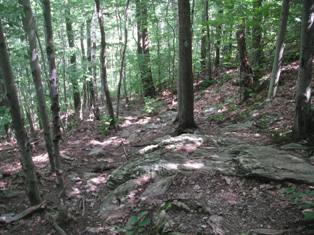 trail to Wilbur Clearing